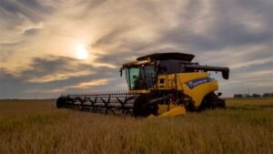 colheita de trigo